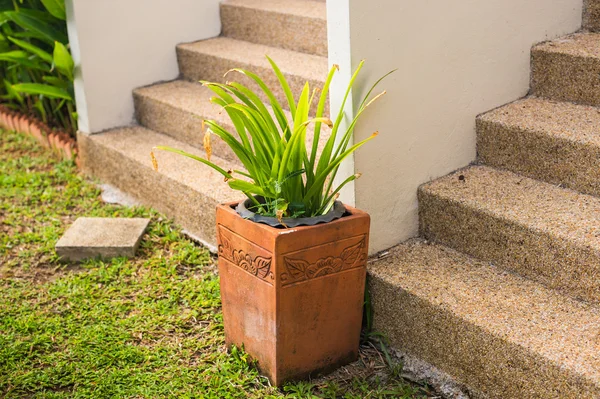 Plantas verdes en maceta — Foto de Stock