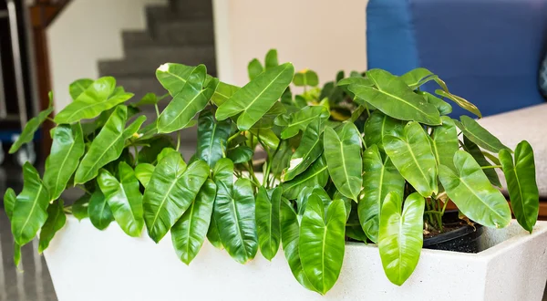 Plantas verdes en maceta — Foto de Stock