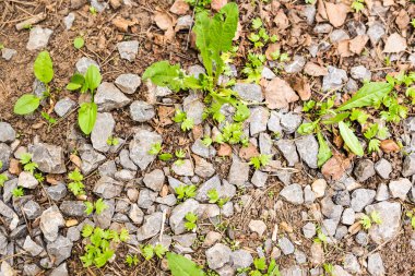 Çim ve taşlar arka plan. Üstten görünüm