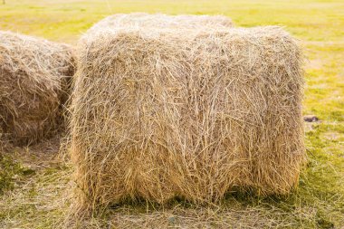 Hasattan sonra tarlada saman balyası