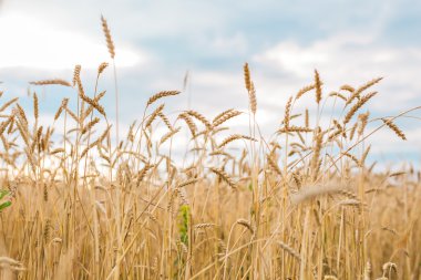 Altın buğday tarlası ve güneşli gün