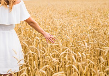 Altın çavdar dokunmadan bir kadının el yakın çekim