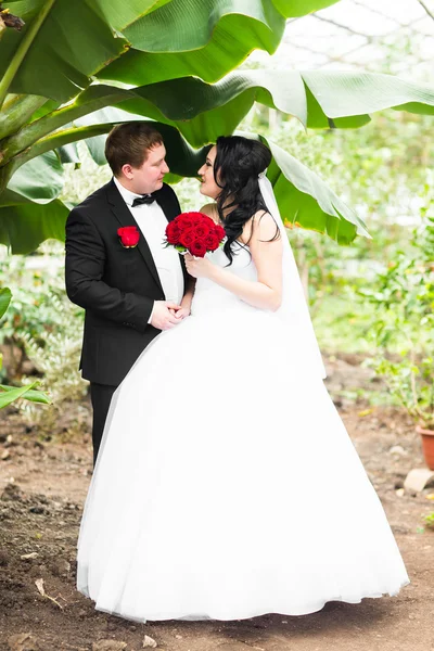 Braut und Bräutigam umarmen sich unter Palmen — Stockfoto