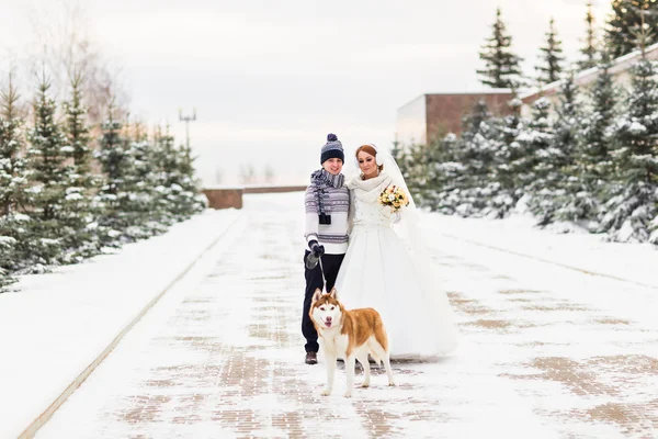 冬のハスキー犬と一緒に新郎新婦 — ストック写真