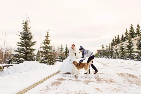 冬の犬との結婚式のカップル — ストック写真