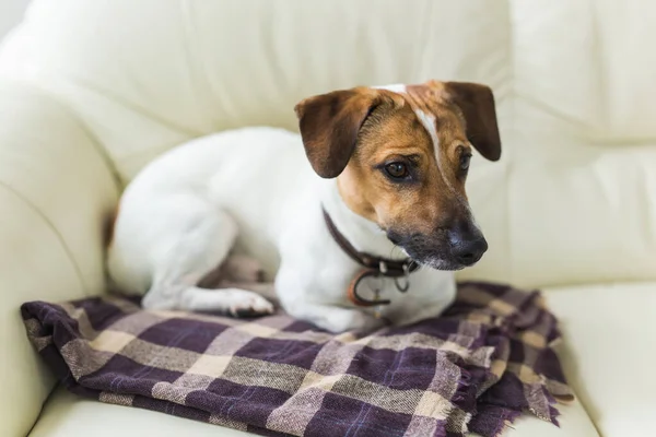 Close up jack russell terrier perro somnoliento bozal retrato en el cuadros — Foto de Stock