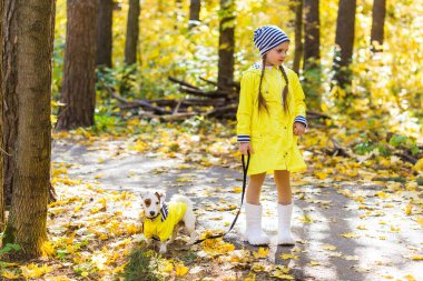 Çocuk sonbahar ormanında Jack Russell Terrier ile oynuyor. Bir köpek, çocuklar ve evcil hayvan konseptiyle sonbahar yürüyüşü.