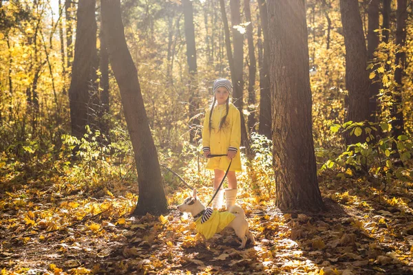 Πορτρέτο ενός μικρού κοριτσιού σε φόντο πορτοκαλί και κίτρινων φύλλων σε μια φθινοπωρινή ηλιόλουστη μέρα. Μικρό κουτάβι Τζακ Ράσελ Τεριέ. Έννοια κατοικίδιων και παιδιών. Φιλία. — Φωτογραφία Αρχείου
