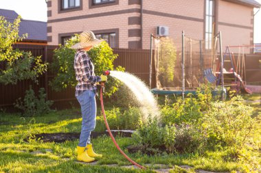 Beyaz kadın bahçıvan iş kıyafetleri içinde güneşli yaz gününde sebze bahçesindeki yatakları suluyor. Bahçede ve çiftlikte çalışma kavramı