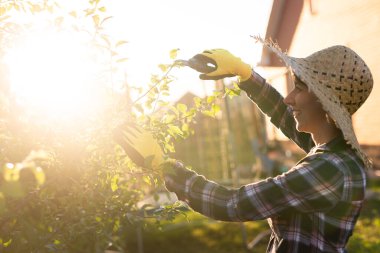 Kafkasyalı kadın bahçıvanın bahçedeki bir elma ağacını incelerken ağaçtan gereksiz dal ve yaprakları budama makasıyla kestiği yan manzara. Organik bahçe konsepti