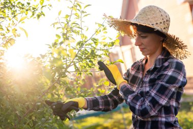 Neşeli beyaz kadın bahçıvanın bahçedeki elma ağacını incelerken ağaçtan gereksiz dal ve yapraklar kesmesi. Bahçıvanlık ve hobi kavramı