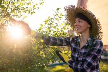 Neşeli beyaz kadın bahçıvanın bahçedeki elma ağacını incelerken ağaçtan gereksiz dal ve yapraklar kesmesi. Bahçıvanlık ve hobi kavramı