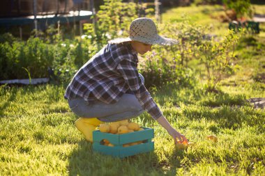 Şapkalı güzel bayan bahçıvan güneşli bir yaz gününde sebze bahçesindeki sepetten limon topluyor. Bahçıvanlık ve tarım kavramı