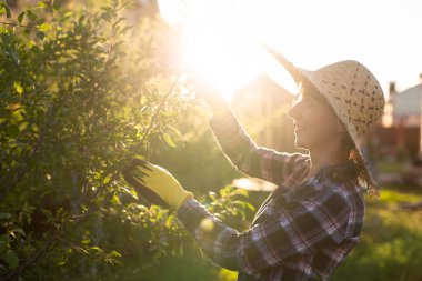 Kafkasyalı kadın bahçıvanın bahçedeki bir elma ağacını incelerken ağaçtan gereksiz dal ve yaprakları budama makasıyla kestiği yan manzara. Organik bahçe konsepti