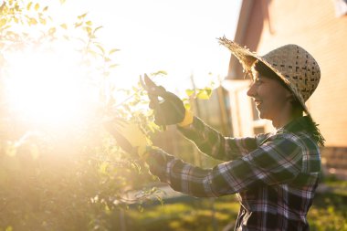 Kafkasyalı kadın bahçıvanın bahçedeki bir elma ağacını incelerken ağaçtan gereksiz dal ve yaprakları budama makasıyla kestiği yan manzara. Organik bahçe konsepti