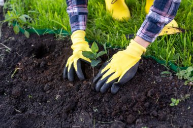 Eldivenli kadın bahçıvanın elinde küçük elma ağacının tohumu var ve onu toprağa ekmeye hazırlanıyor. Ağaç dikme konsepti