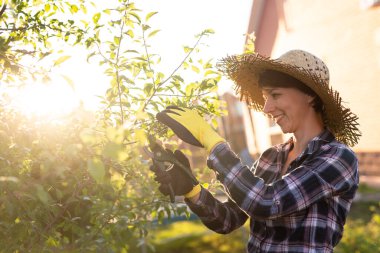 Kafkasyalı kadın bahçıvanın bahçedeki bir elma ağacını incelerken ağaçtan gereksiz dal ve yaprakları budama makasıyla kestiği yan manzara. Organik bahçe konsepti