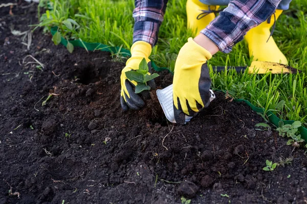 Ruka zahradnice v rukavicích drží v rukou sazenici malého jabloně, připravující se ji zasadit do země. Koncept výsadby stromů — Stock fotografie