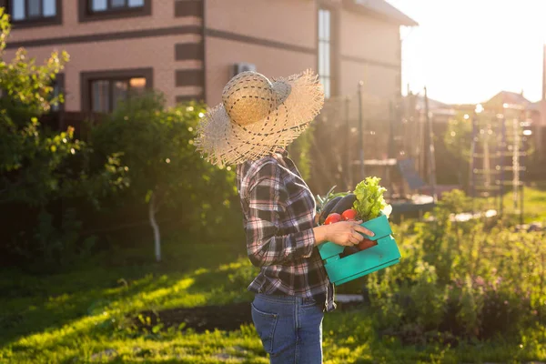 La trabajadora joven jardinera con sombrero de paja recoge su caja de cosecha de tomates en el soleado día de verano. Concepto de agricultura ecológica y cultivo de hortalizas — Foto de Stock