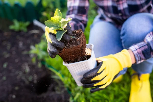手袋の女性庭師の手には、地面に植える準備をしている彼女の手に小さなリンゴの木の苗があります。植樹コンセプト — ストック写真