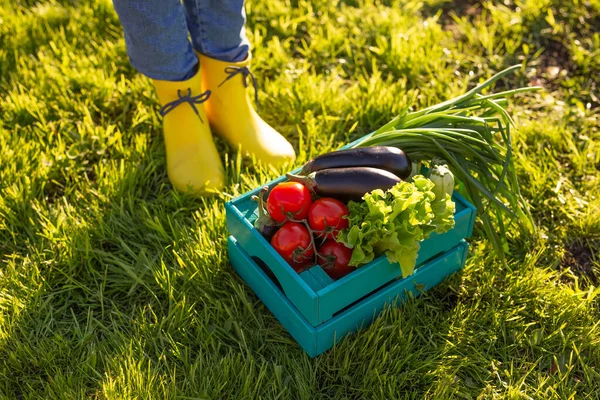 Красные помидоры лежат в синей деревянной коробке на зеленой траве, освещенной солнечным светом. Концепция уборки собственного огорода для сбора урожая на зиму — стоковое фото