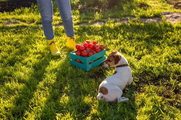 緑の芝生の上の女性の足と犬のジャック・ラッセル・テリアが近くに立っている。ペットオーナーと友情のコンセプト. — ストック写真