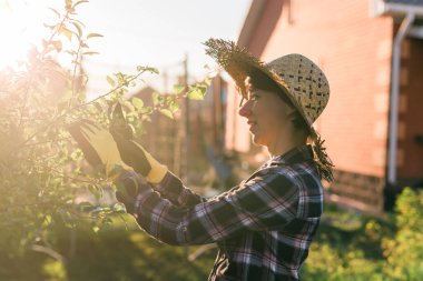 Kafkasyalı kadın bahçıvanın bahçedeki bir elma ağacını incelerken ağaçtan gereksiz dal ve yaprakları budama makasıyla kestiği yan manzara. Organik bahçe konsepti