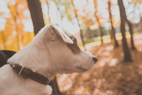 Lustiges Porträt eines Jack Russell Terrier Hundes in der herbstlichen Natur. Konzept für Haustiere und reinrassige Tiere — Stockfoto