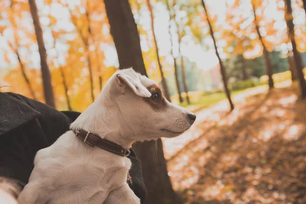 가을의 본성에 대한 재미있는 잭 러셀 테리어 개 초상화. 애완 동물 과 순종하는 동물의 개념 — 스톡 사진