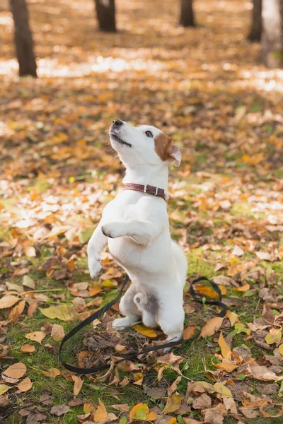 Komik Jack Russell Terrier köpeği sonbahar yapraklarında arka ayakları üzerinde duruyor. Hayvan eğitimi konsepti — Stok fotoğraf
