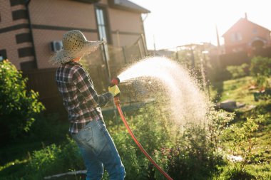 Mutlu kadın bahçıvan iş kıyafetleri içinde güneşli yaz gününde sebze bahçesindeki yatakları suluyor. Çiftliğinizdeki sebze bahçesinde çalışma kavramı