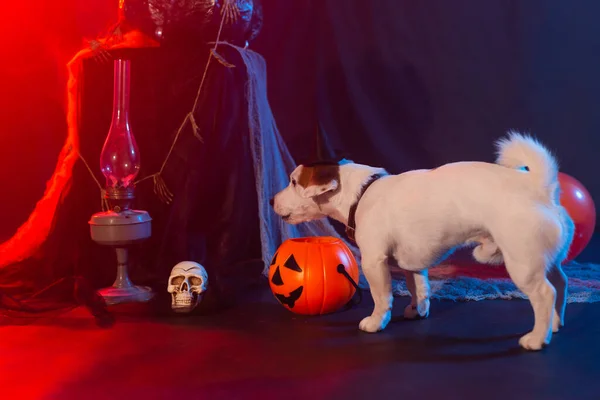 Concepto de celebración Halloween. Divertido perro comiendo de la calabaza de Halloween — Foto de Stock