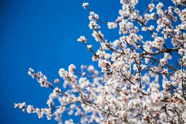 Lindas flores de amêndoa — Fotografia de Stock