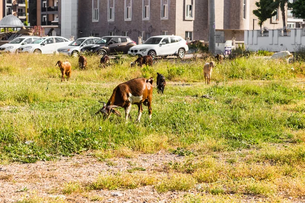 Ovejas en un prado — Foto de Stock