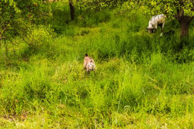 Koyunları bir çayırda