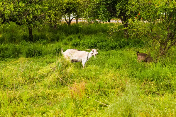 Овцы на лугу — стоковое фото