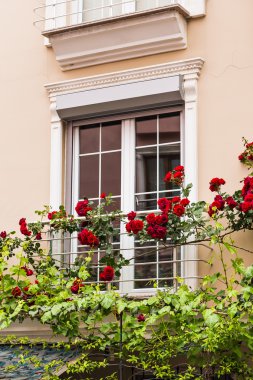 Gül pencere