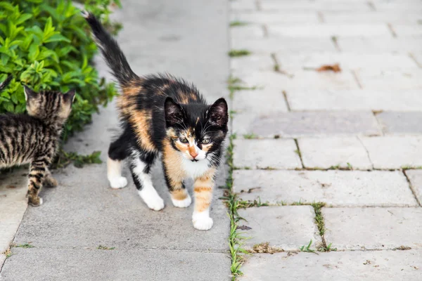 Kattungar i trädgården — Stockfoto