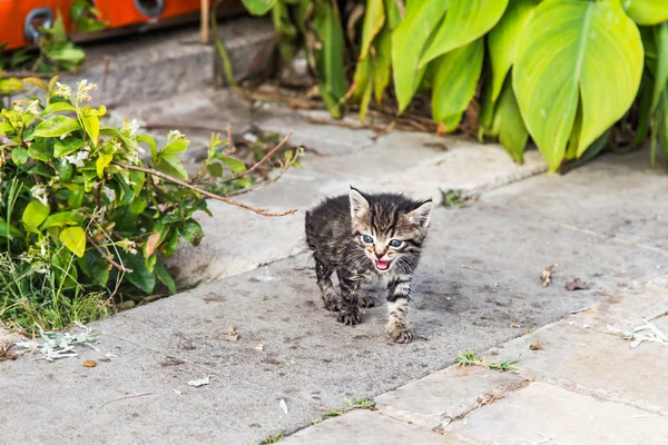 Kittens in de tuin — Stockfoto