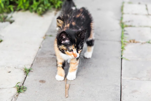 Kittens in the garden — Stock Photo, Image