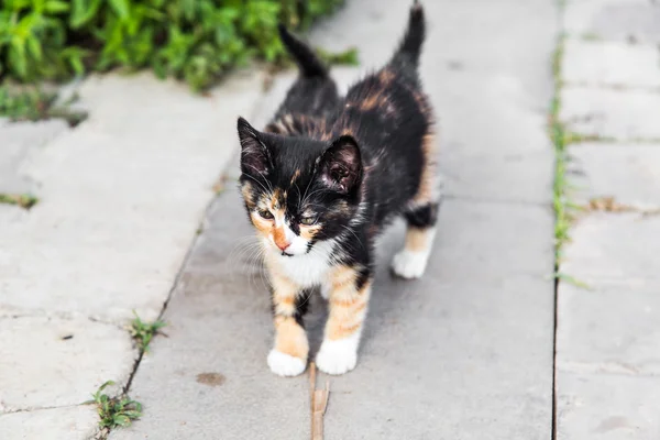 Chatons dans le jardin — Photo