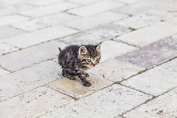 Gattini in giardino — Foto Stock