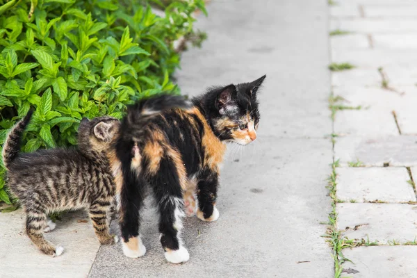 Kittens in the garden — Stock Photo, Image