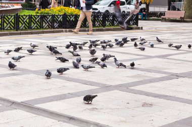  Güvercinler sürüsü