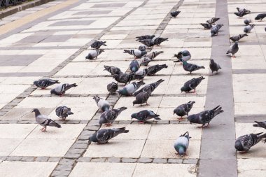  Güvercinler sürüsü