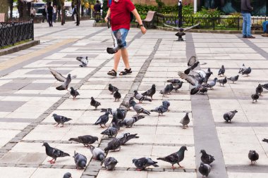  Güvercinler sürüsü