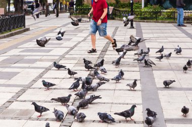  Güvercinler sürüsü