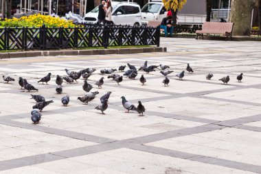  Güvercinler sürüsü