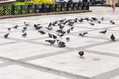  Güvercinler sürüsü