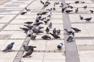  Güvercinler sürüsü